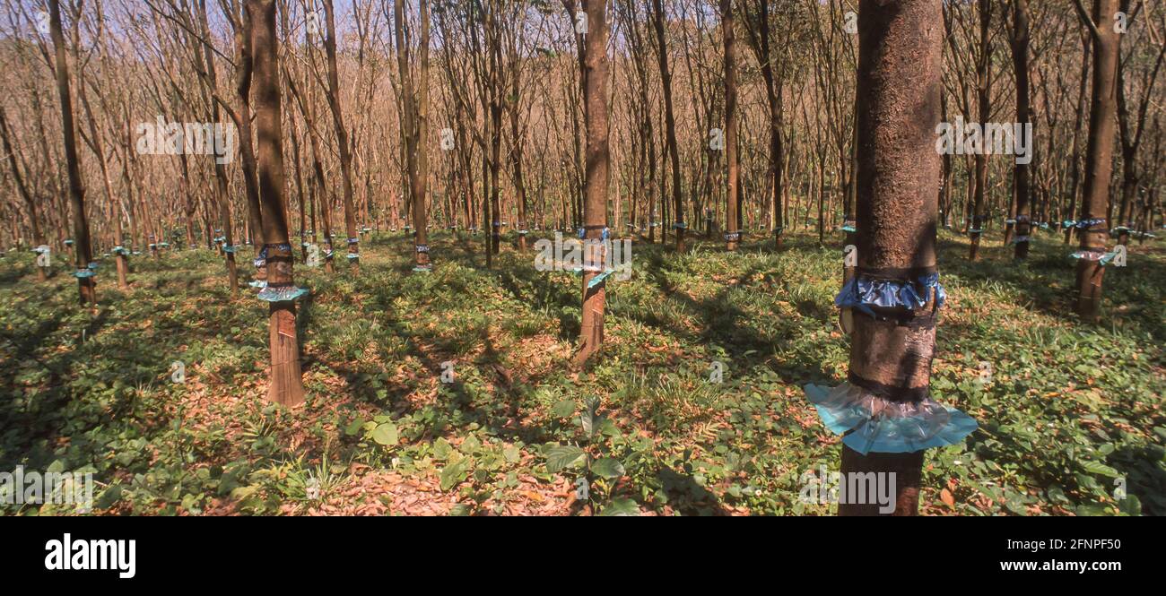 KERALA, INDE - plantation d'arbres en caoutchouc dans les mountians des Ghats de l'Ouest. Banque D'Images