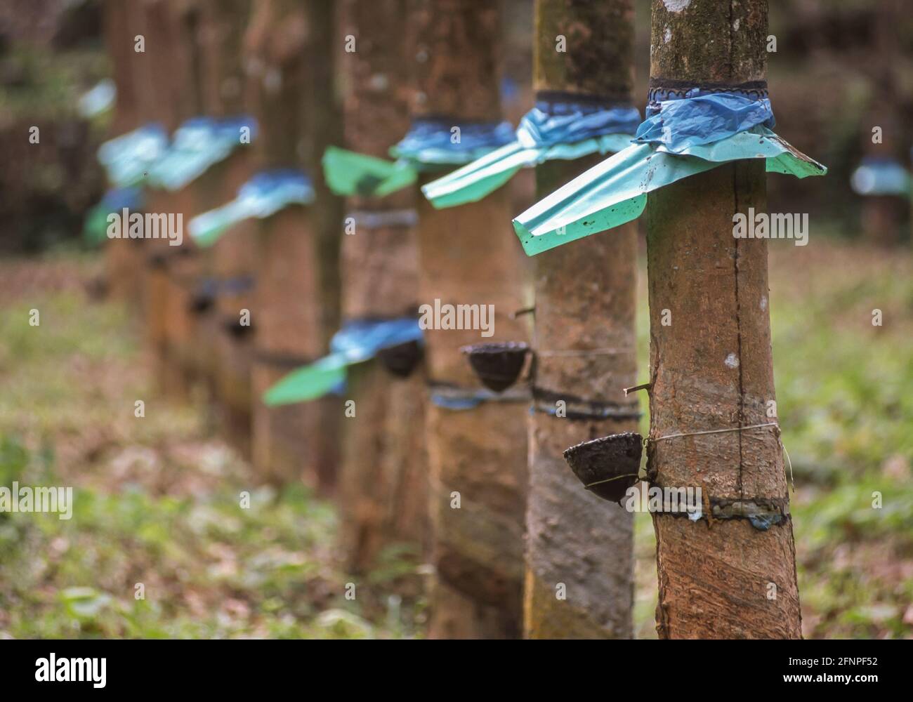 KERALA, INDE - plantation d'arbres en caoutchouc dans les mountians des Ghats de l'Ouest. Banque D'Images