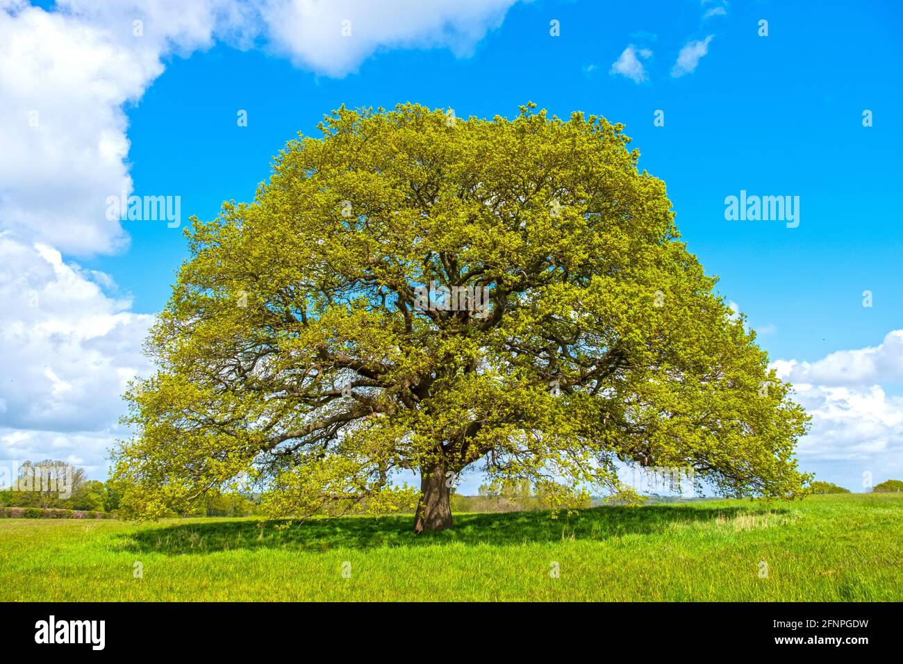 Chêne, Angleterre, Royaume-Uni Quercus fagaceae. Quercus robur. Banque D'Images