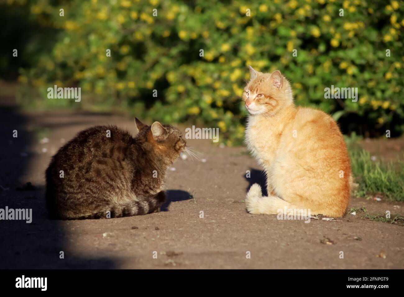 Le Chat Rouge Et Le Chat Gris Se Tiennent En Face De Chacun Autre Et Preparez Vous A La Bataille Photo Stock Alamy