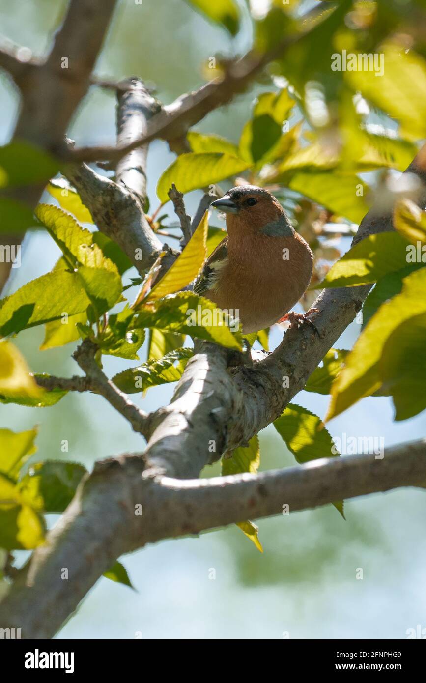 Chaffinch sur une branche dans le jardin. Banque D'Images