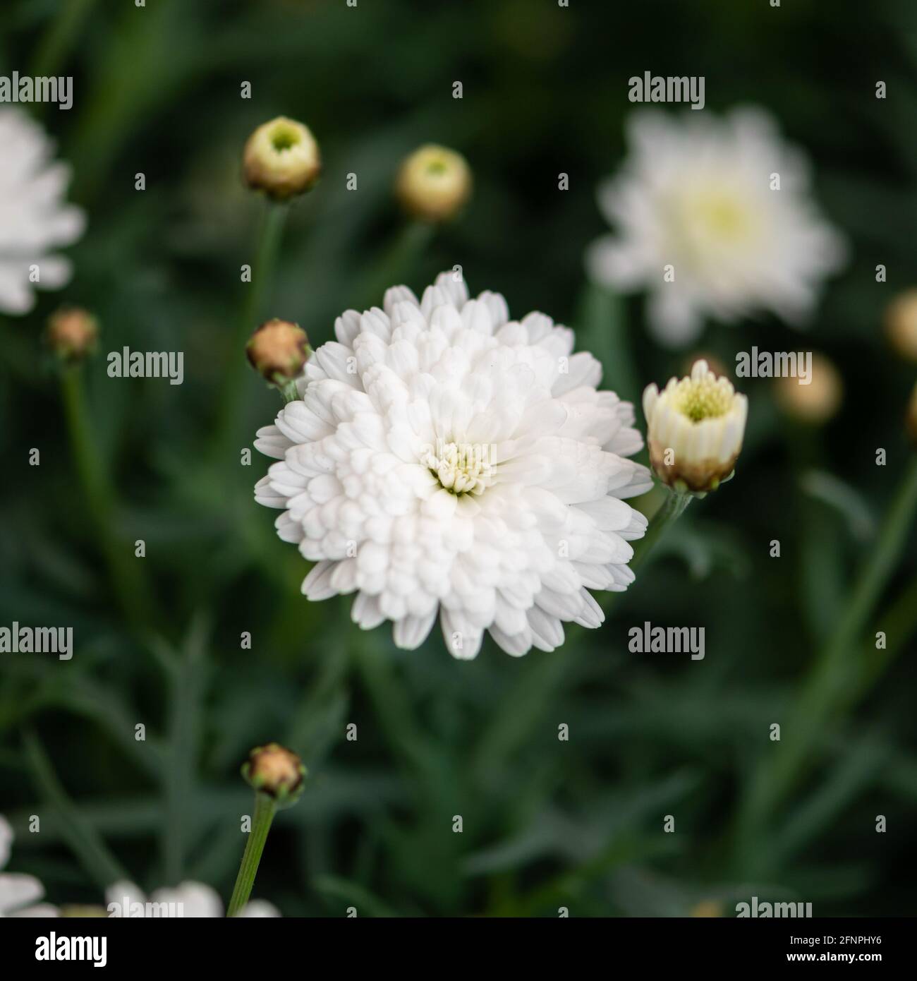 Jeune fleur blanche de Chrysanthemum morifolium avec feuilles Banque D'Images