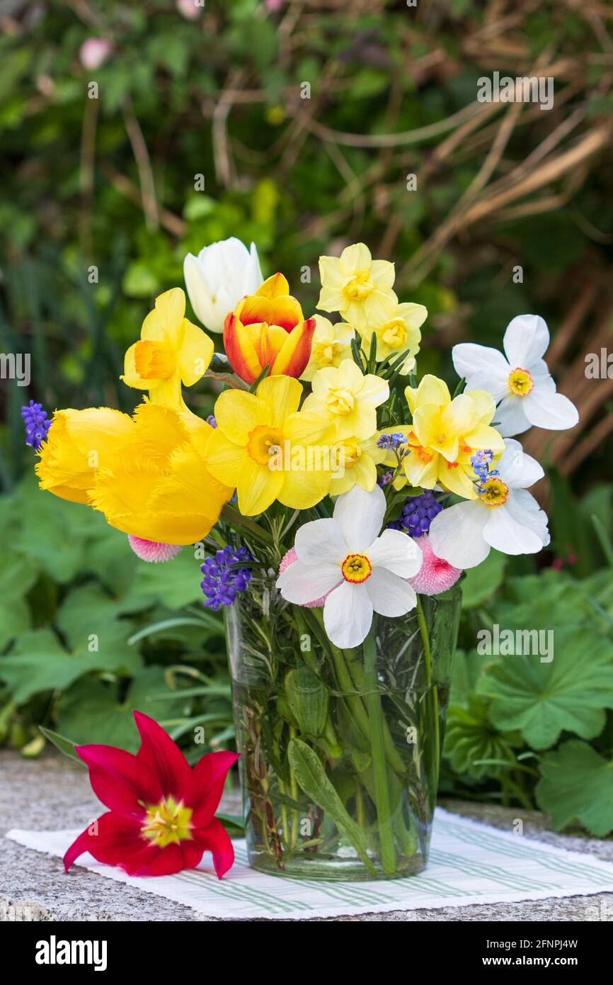 bouquet de narcisses et tulipes jaunes et blanches en verre vase Banque D'Images