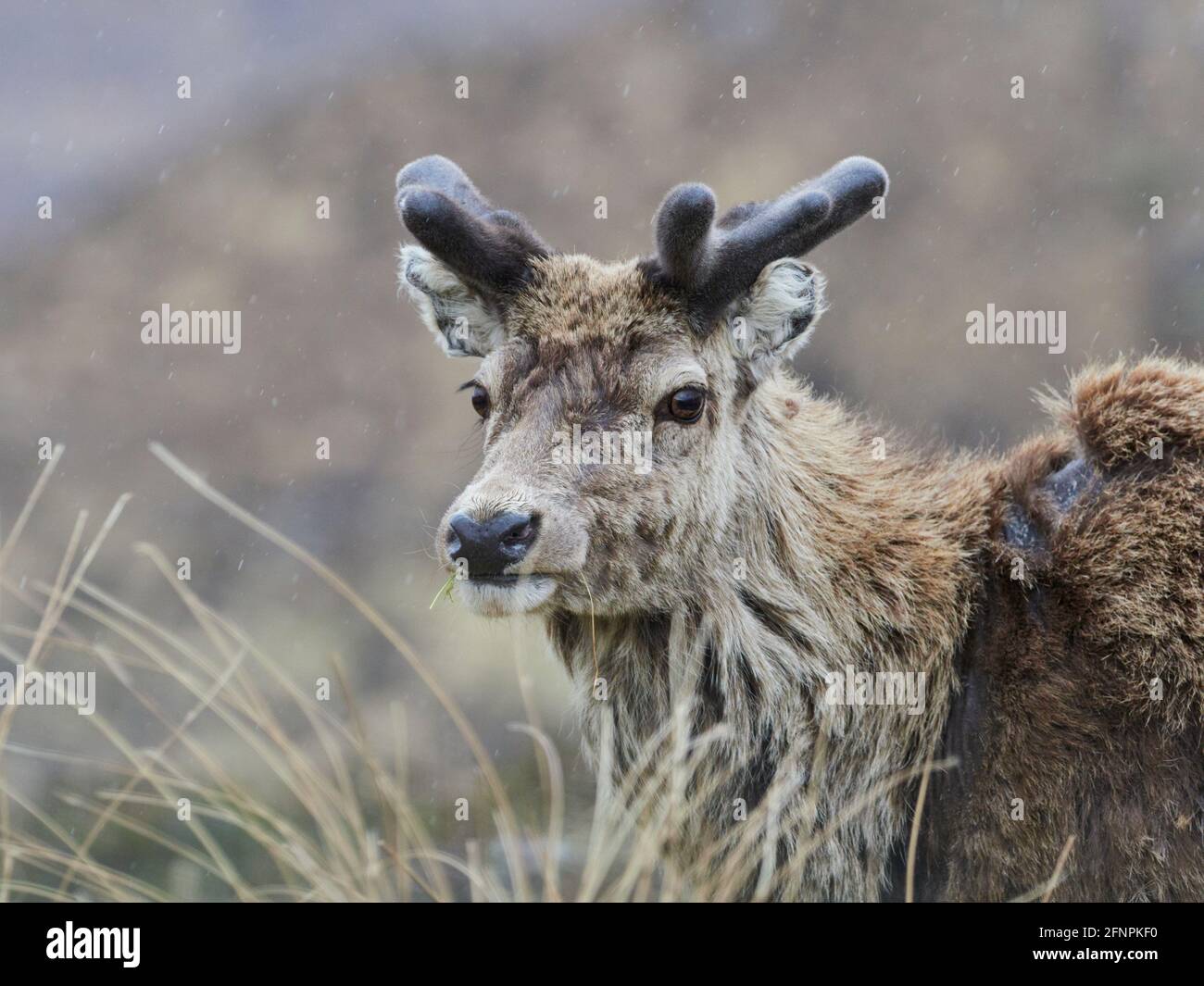 Red Deer Stag (Cervus elaphus) avec des bois de velours en croissance, gros plan, Scottish Highlands, Royaume-Uni Banque D'Images