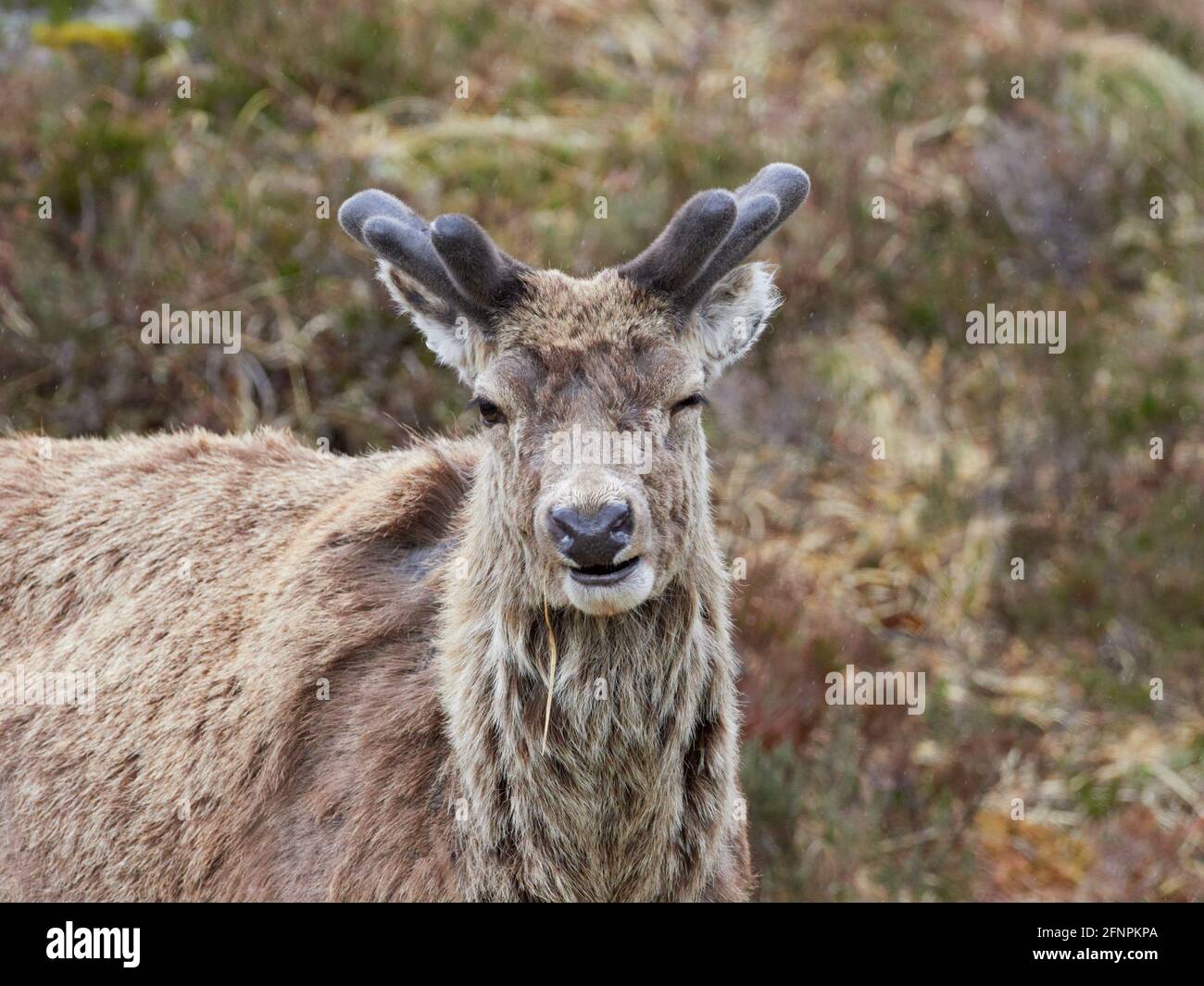 Red Deer Stag (Cervus elaphus) avec des bois de velours en croissance, gros plan, Scottish Highlands, Royaume-Uni Banque D'Images