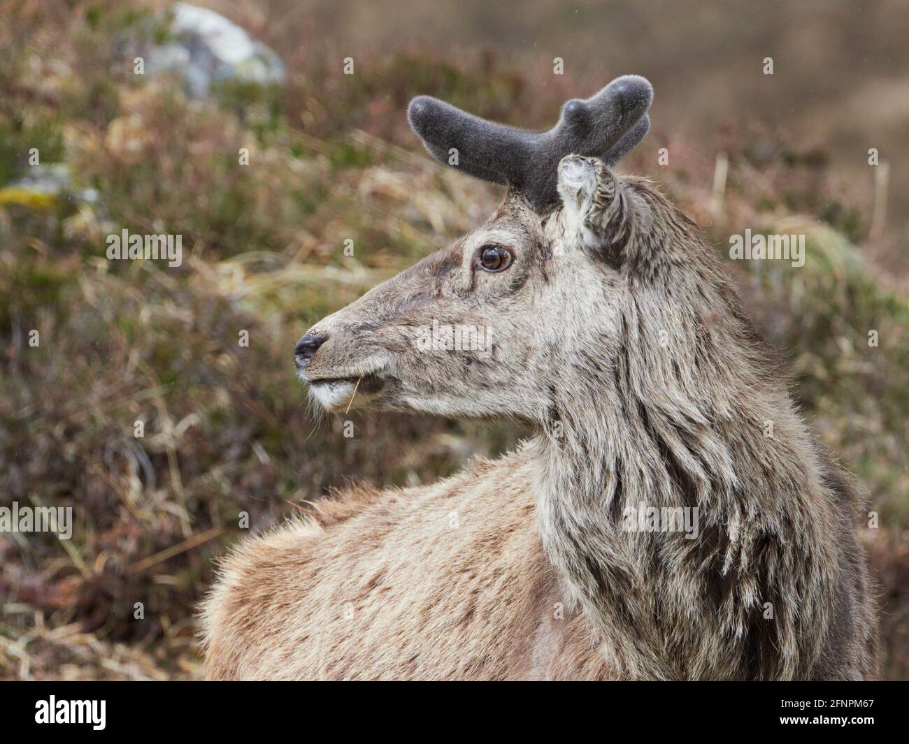 Red Deer Stag (Cervus elaphus) avec des bois de velours en croissance, gros plan, Scottish Highlands, Royaume-Uni Banque D'Images