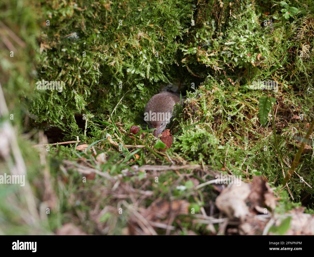 La merde commune/eurasienne (Sorex araneus) dans la forêt, Inverness-shire, Scottish Highlands, Royaume-Uni Banque D'Images