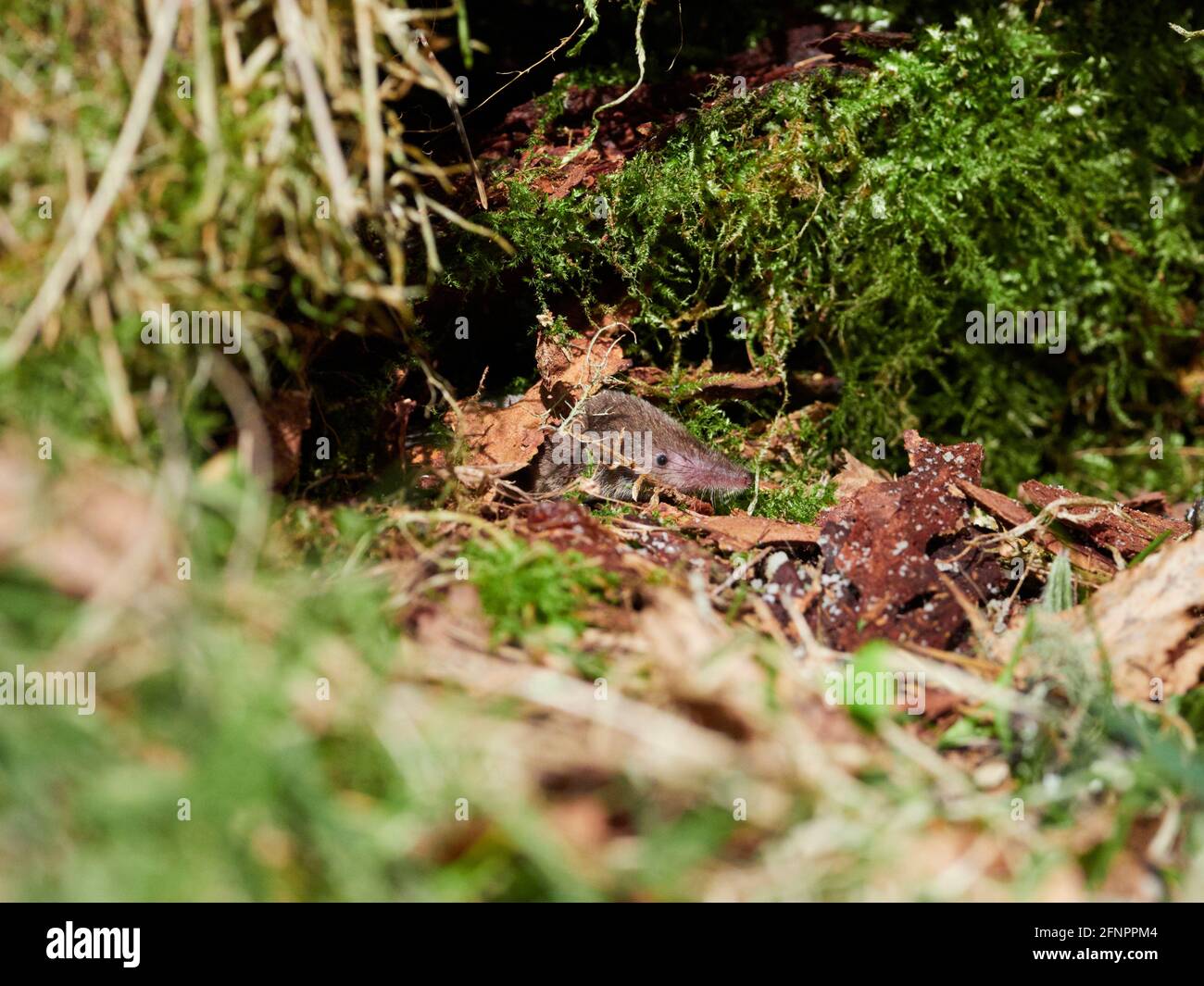 La merde commune/eurasienne (Sorex araneus) dans la forêt, Inverness-shire, Scottish Highlands, Royaume-Uni Banque D'Images