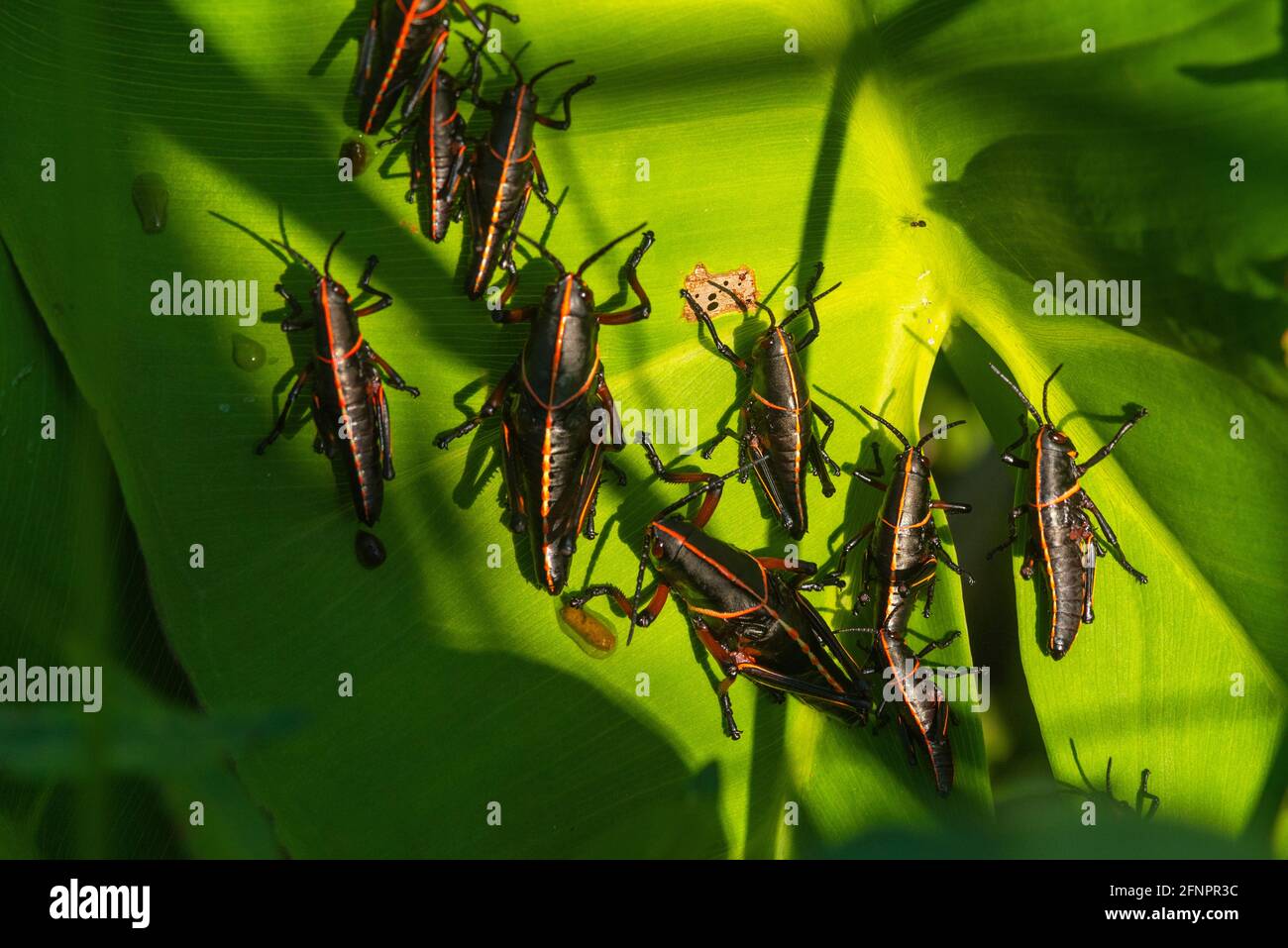 Des sauterelles lubber juvéniles se rassemblent sur une feuille au parc national de Meaher, en Alabama, le 10 mai 2021. Banque D'Images