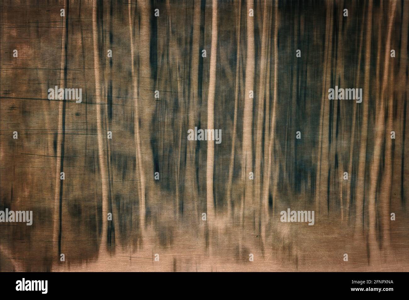 ART PHOTOGRAPHIQUE : fantômes de la forêt Banque D'Images