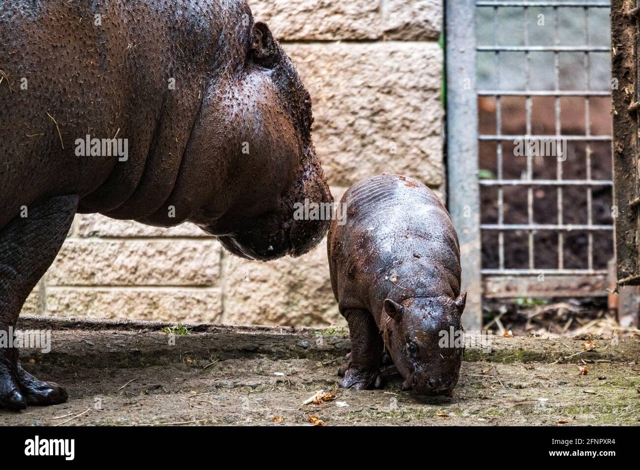Édimbourg, Royaume-Uni. Mar 18 mai 2021. Le zoo d'Édimbourg célèbre  l'arrivée d'un bébé Pygmy Hippo appelé Amara, né le 17 avril 2021. Amara  est montré ici avec sa mère Gloria. Amara a
