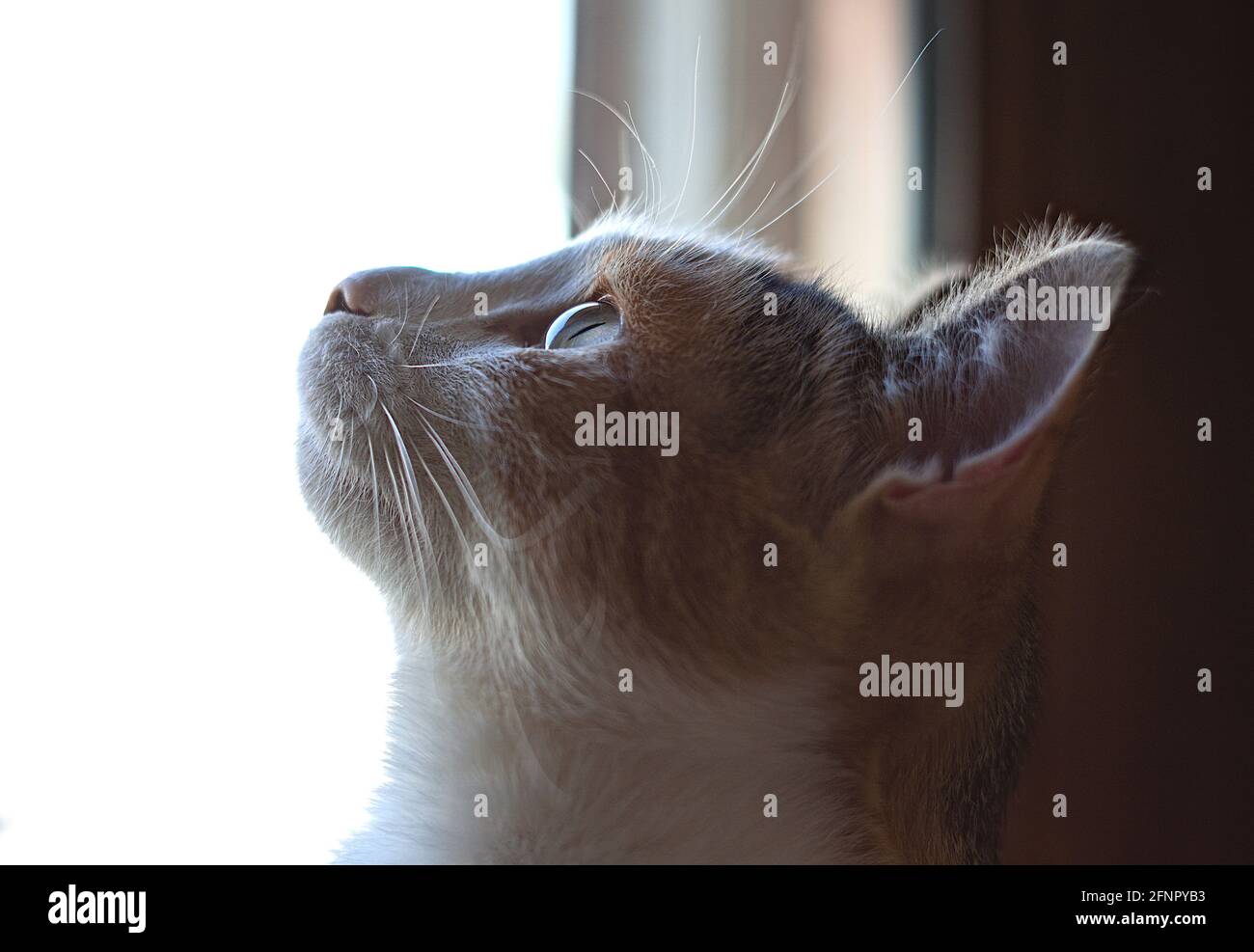 un beau profil de chat Banque D'Images