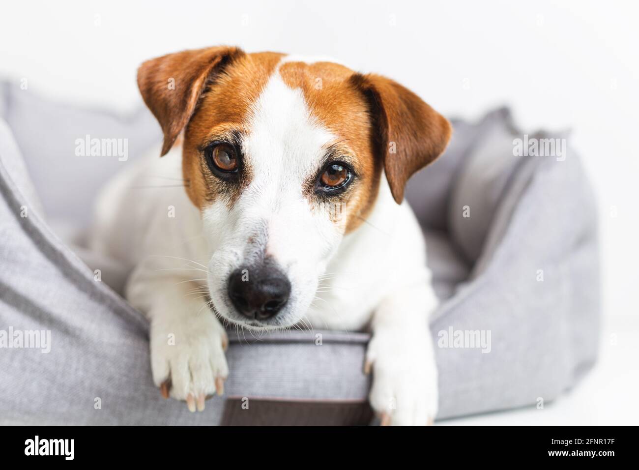 Portrait en gros plan d'un chien de terrier Jack russell dans un lit d'animal sur un fond clair. Banque D'Images