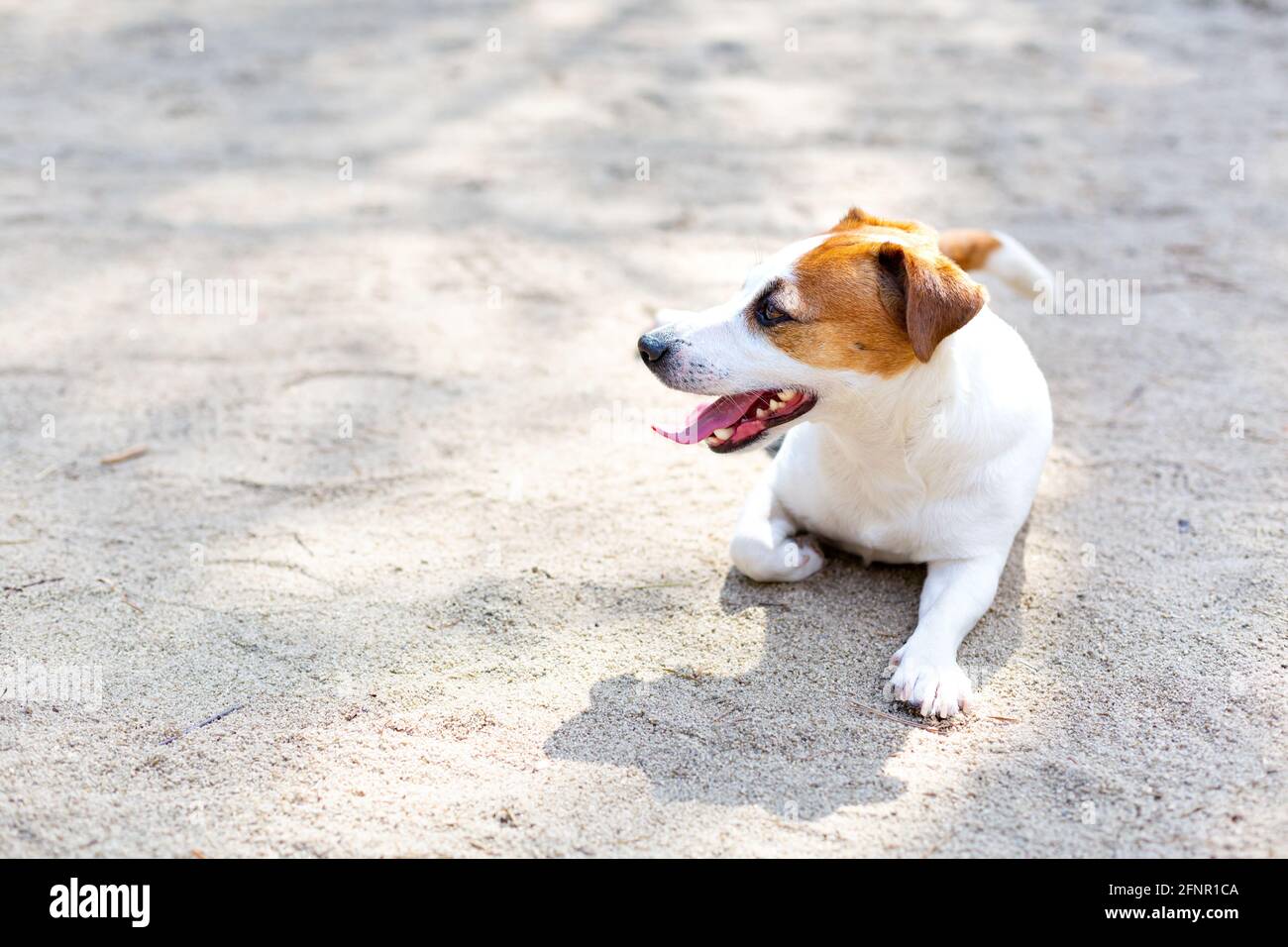 Un chien terrier Jack russell allongé sur le sable avec sa langue dehors un jour chaud. Banque D'Images