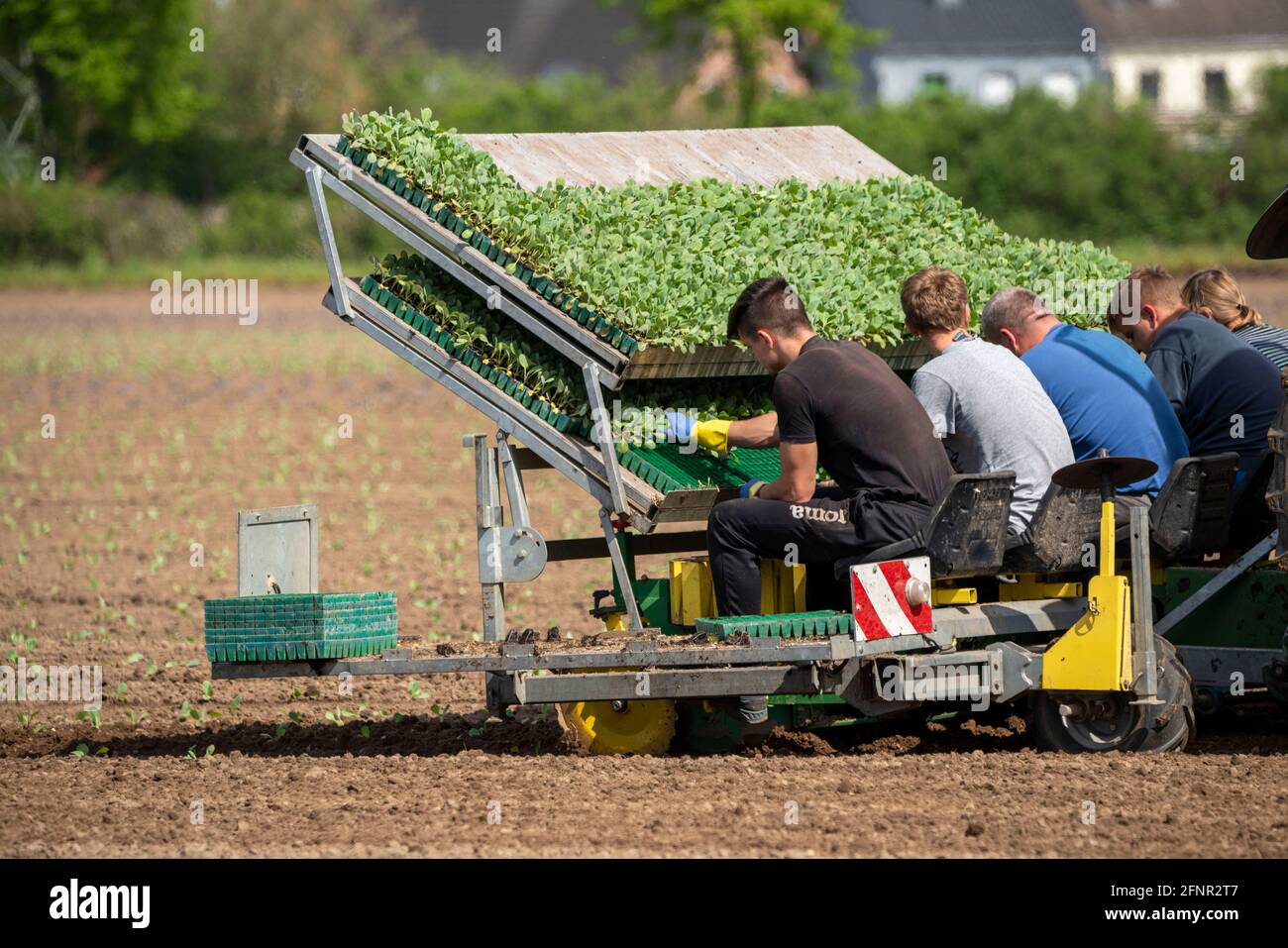 Le chou, est planté dans un champ, les travailleurs mettent les jeunes plantes, avec une balle de substrat dans la machine de plantation, tiré par un tracteur NRW, Allemagne Banque D'Images