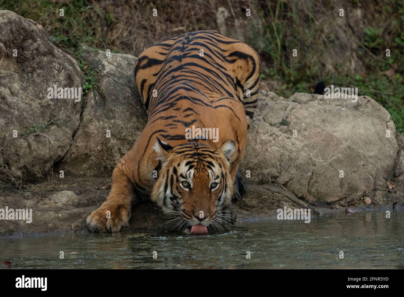 Un tigre assoiffé Banque D'Images