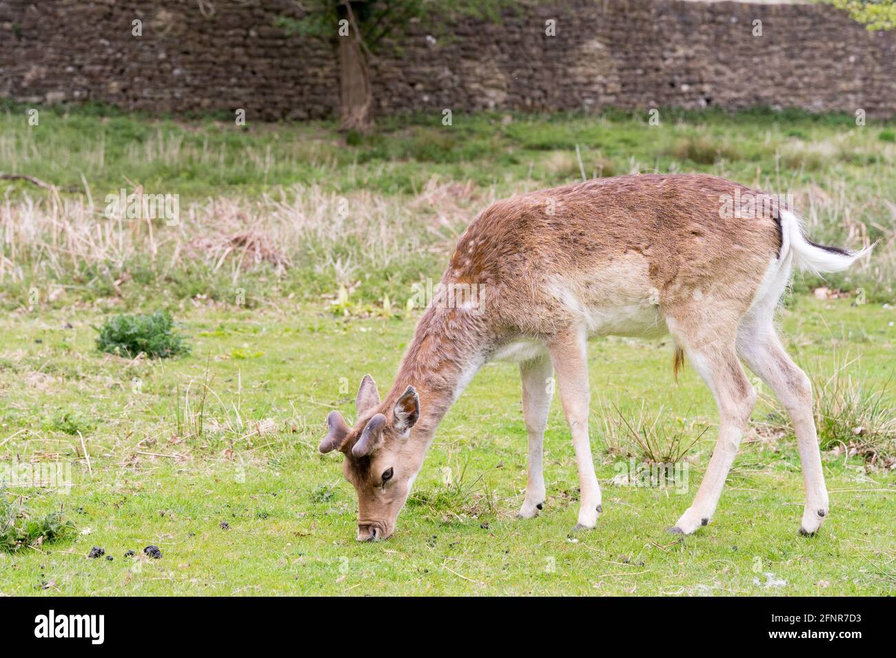 Cerfs-jachères sauvages Profitez du soleil et du temps chaud du printemps qui paissent dans le parc national de Knole, Kent, Angleterre Banque D'Images