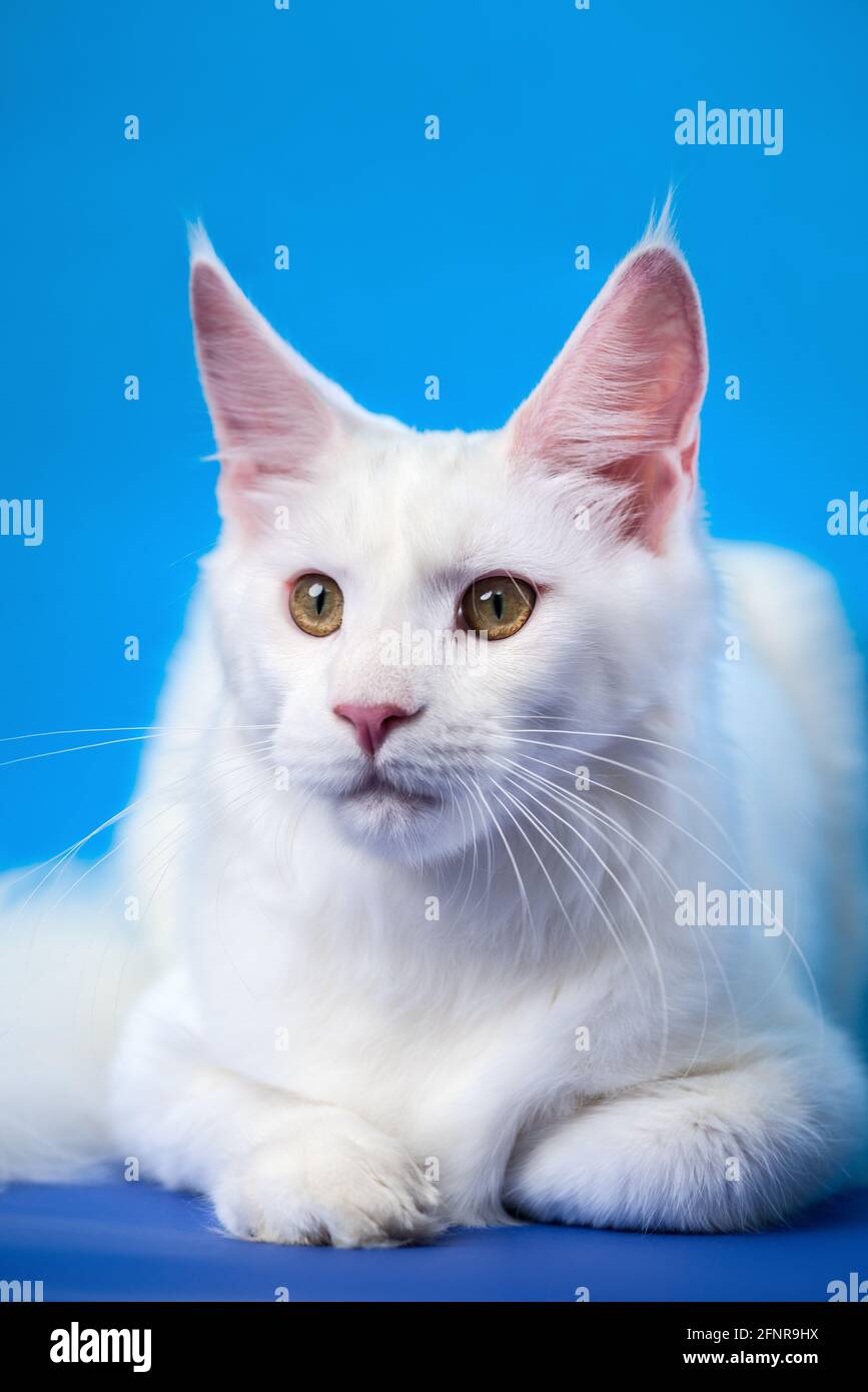 Maine Coon Cat Grande Race De Chat A Poil Long Domestique Portrait De La Belle Couleur Blanche Femelle Americain Longhair Cat L Animal Affectueux Repose Sur Bl Photo Stock Alamy Maine Coon Cat Grande Race De Chat A Poil Long Domestique Portrait De La Belle Couleur Blanche Femelle Americain Longhair Cat L Animal Affectueux Repose Sur Bl Photo Stock Alamy