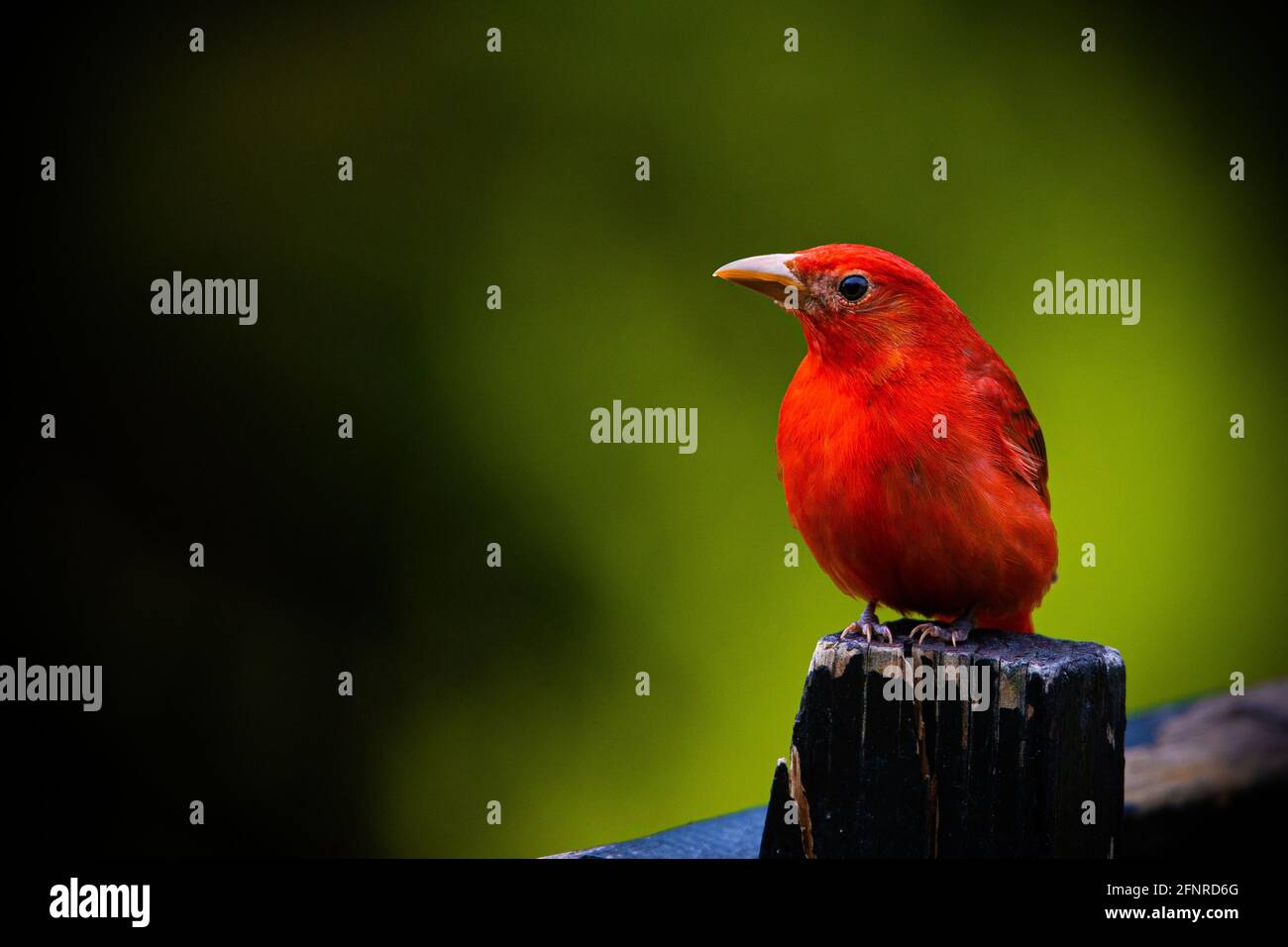 Un curieux et curieux tanager d'été de sexe masculin regarde un espace sombre ouvert sur le côté gauche de l'image depuis sa perche sur un poteau en bois. Entrée sud. Banque D'Images