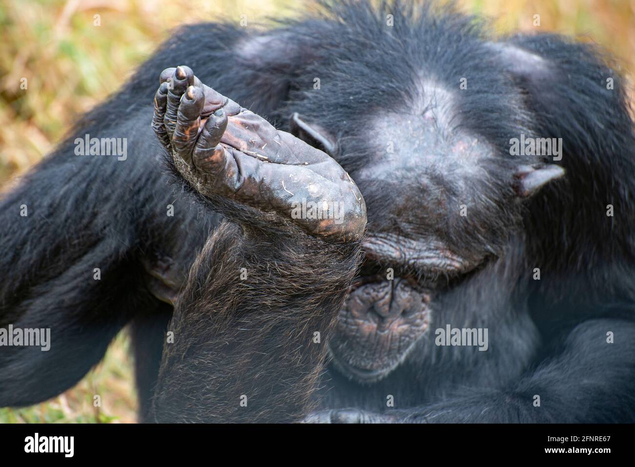 Chimpanzé levant son pied au OL Pejeta Conservancy Banque D'Images