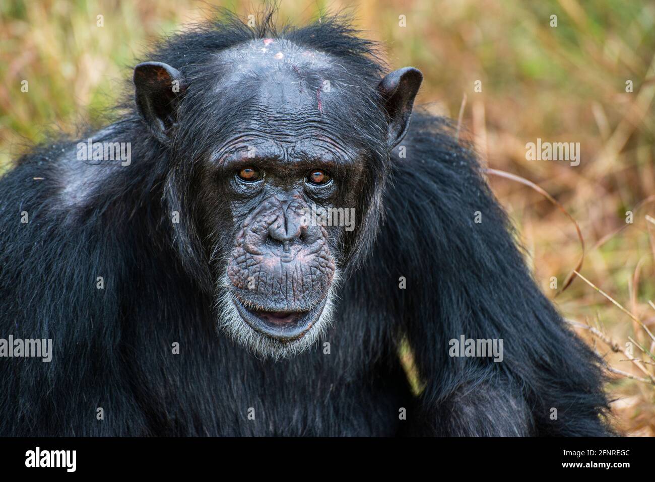 Chimpanzé au OL Pejeta Conservancy Banque D'Images