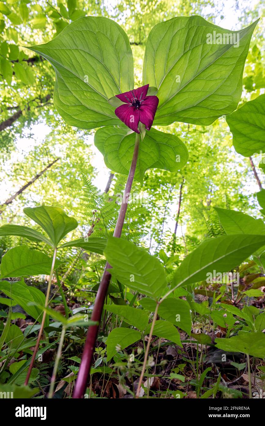 Trillium de Vasey (Trillium vaseyi), forêt nationale de Pisgah, Brevard, Caroline du Nord, États-Unis Banque D'Images