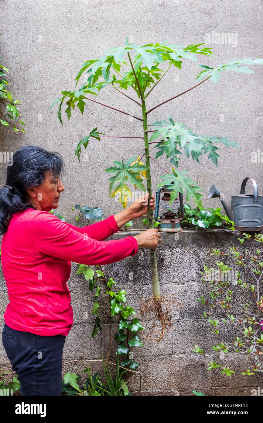 Femme hispanique plantant une usine de papaye dans son jardin Banque D'Images