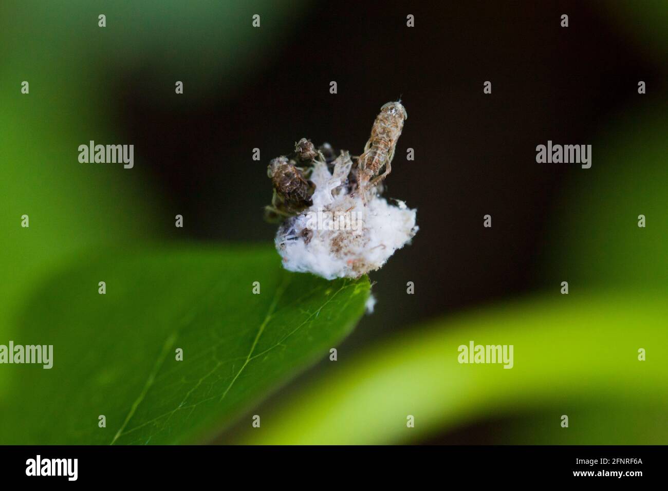 Stade larvaire d'un insecte laquant (Chrysopidae), alias punaise, insecte poubelle, transportant des débris sur son dos - Etats-Unis Banque D'Images