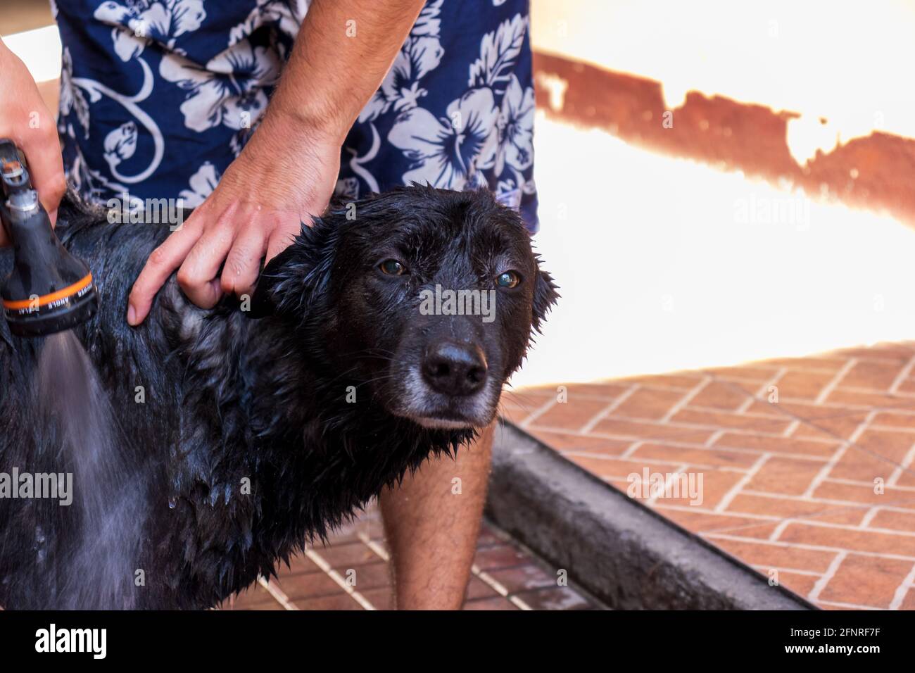 Chien noir obtenant un bain avec l'eau et le shampooing par son propriétaire Banque D'Images