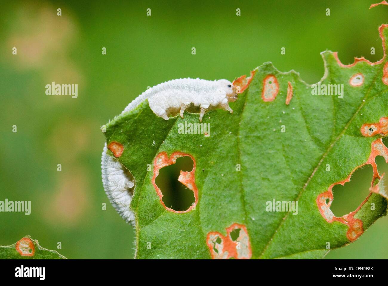 Larve de scierie mangeant des feuilles ( Tenthredinoidea ) - Etats-Unis Banque D'Images