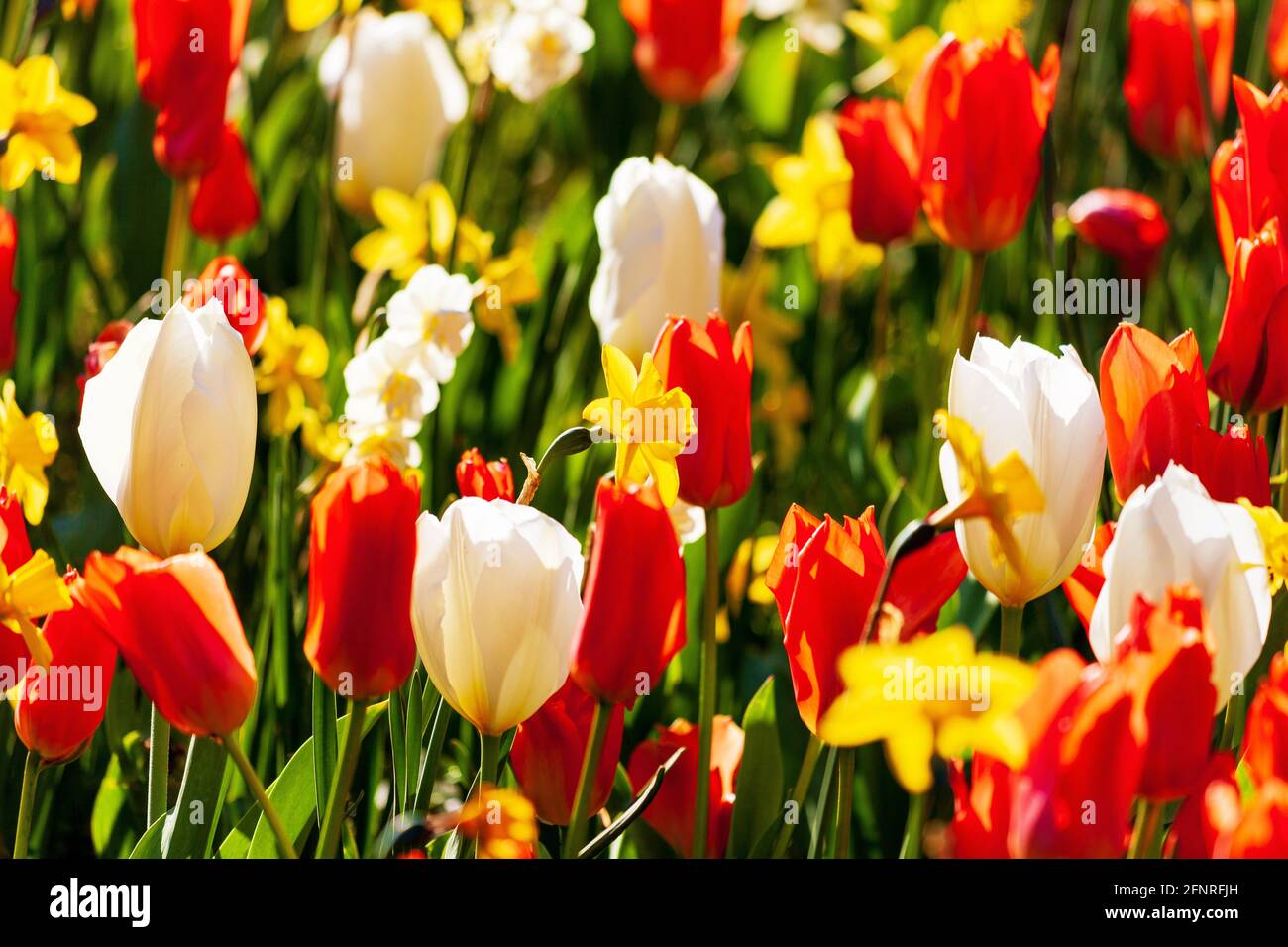 Beau lit de fleur en fleur avec tulipes rouges et blanches et jonquilles jaunes le jour ensoleillé du printemps Banque D'Images