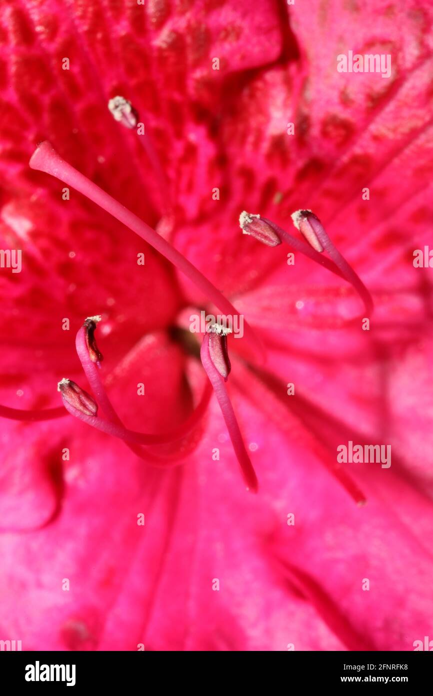 Rhododendron Flower STAMENS famille ericaceae macro fond botanique des tirages grand format modernes de haute qualité Banque D'Images