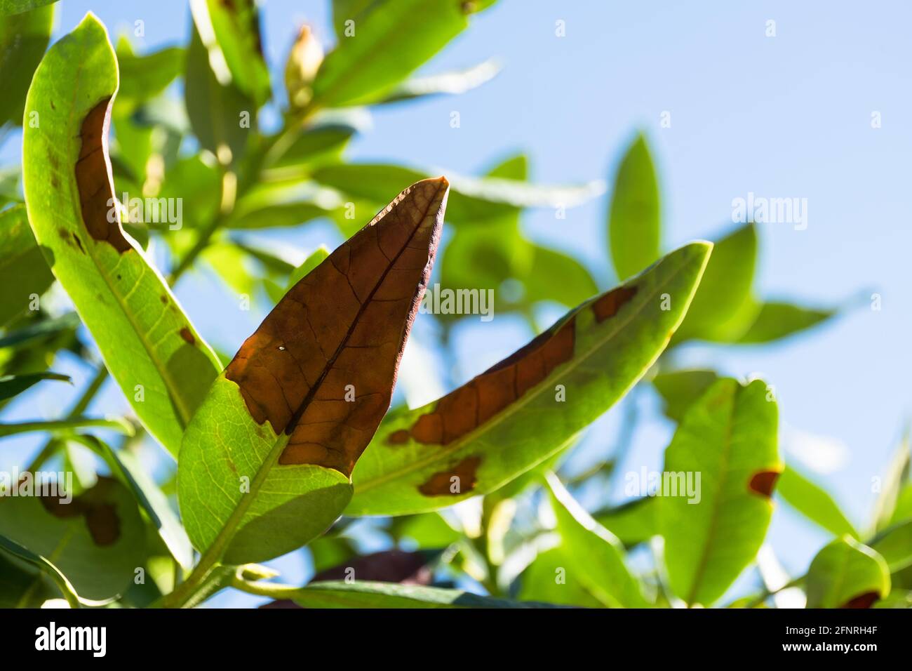 Feuilles de rhododendron avec taches brunes causées par des maladies fongiques Banque D'Images