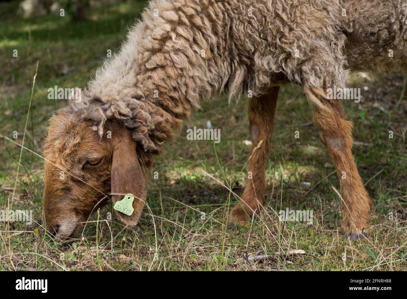 Mouton brun avec étiquette d'oreille jaune broutant dans un aride pré Banque D'Images