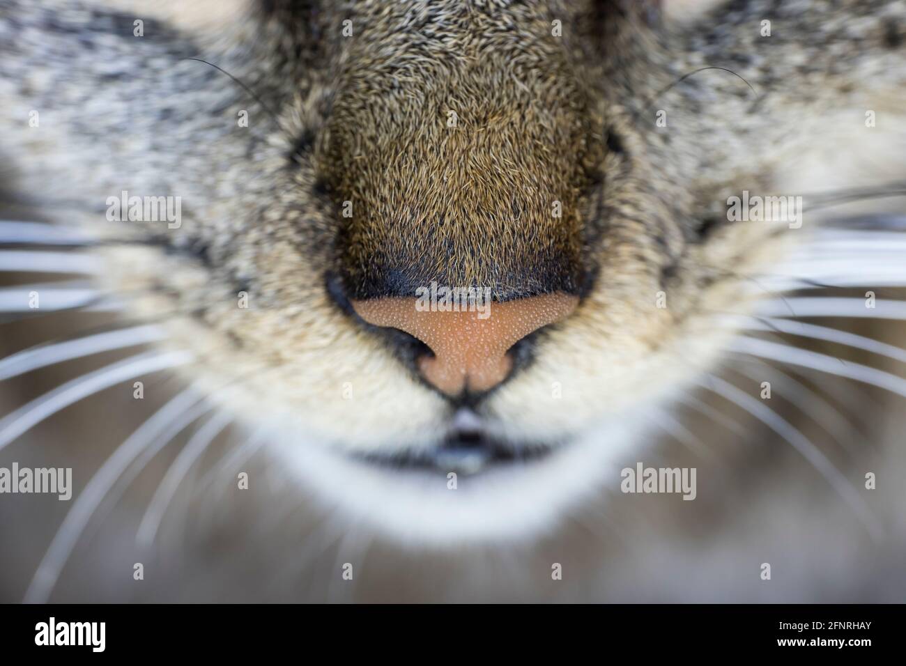 Nez De Chat En Gros Plan Avec Bouche Ouverte Et Yeux Bleus Flous Concentrez Vous Sur Le Nez Le Philotre Et Les Poils Photo Stock Alamy