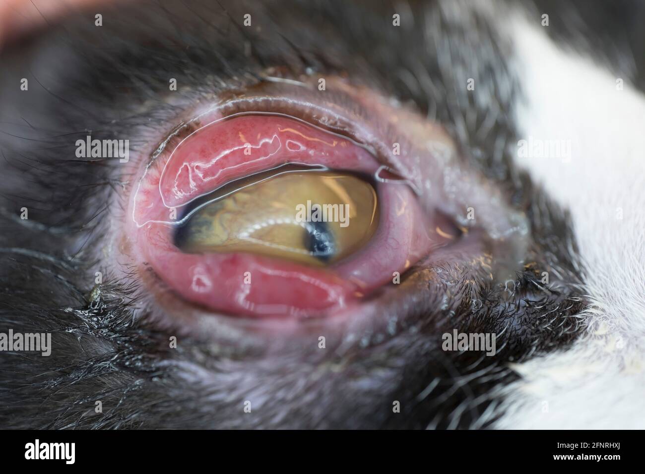œil D Un Chat Avec Une Conjonctivite Grave La Muqueuse De L œil Est Gonflee Et Rouge Concentrez Vous Sur La Conjonctive De La Paupiere Superieure Photo Stock Alamy