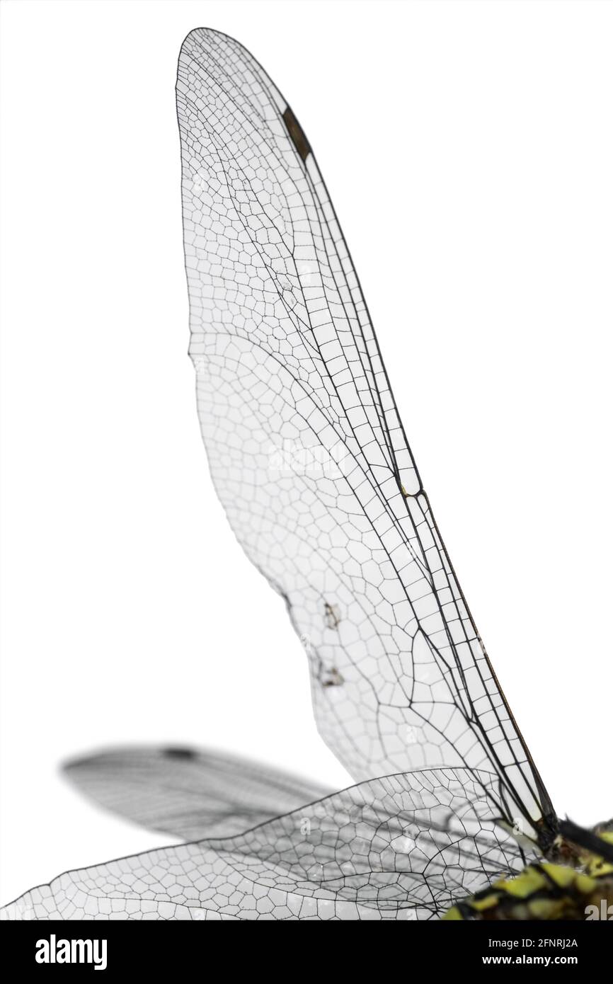Ailes d'une libellule de près, isolées sur blanc. Image verticale Banque D'Images