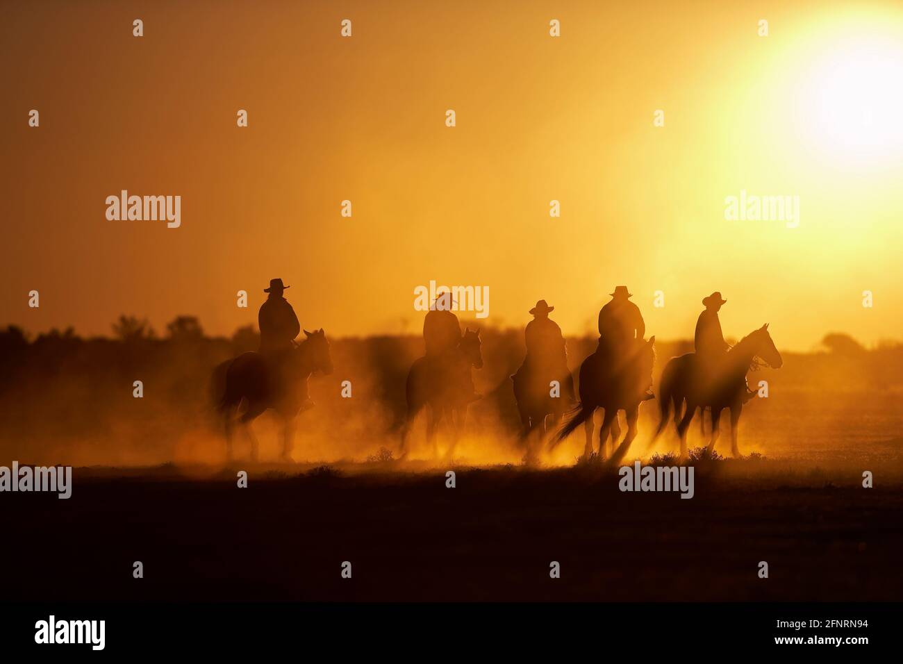 Drovers à cheval au coucher du soleil, Anna Creek Cattle Station. Australie méridionale Outback. Modèle 561-566 Banque D'Images