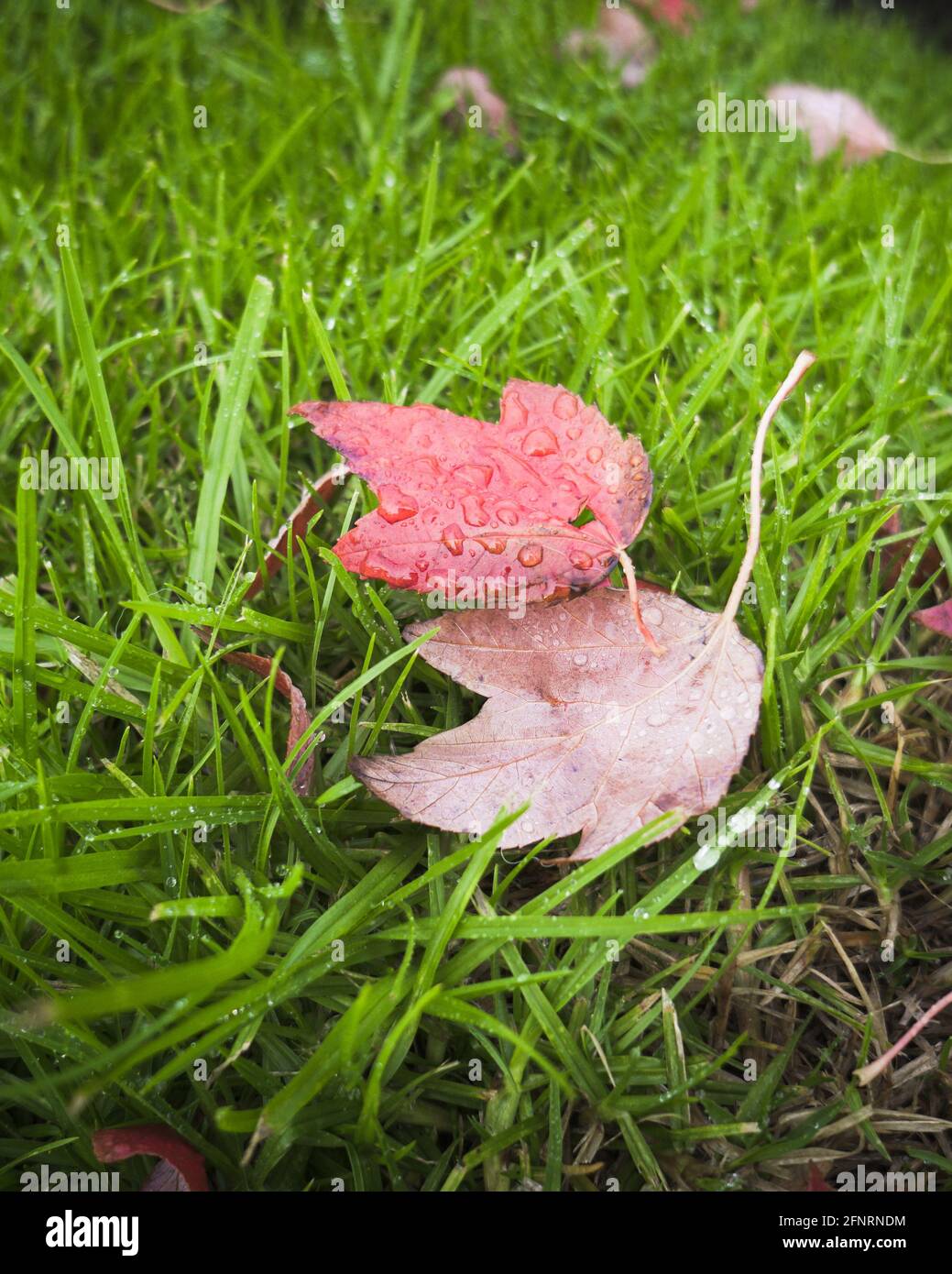 Feuilles d'automne rouges avec gouttes de pluie assises sur l'herbe verte, format vertical Banque D'Images