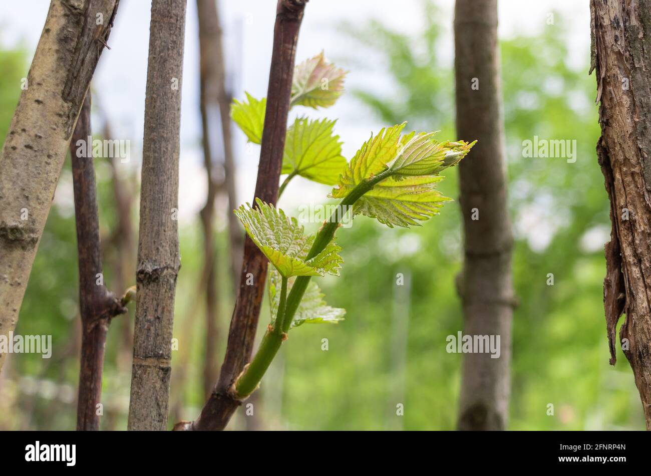 Vigne avec de nouveaux croissances au printemps, jeunes et belles feuilles - concept de culture de vigne Banque D'Images