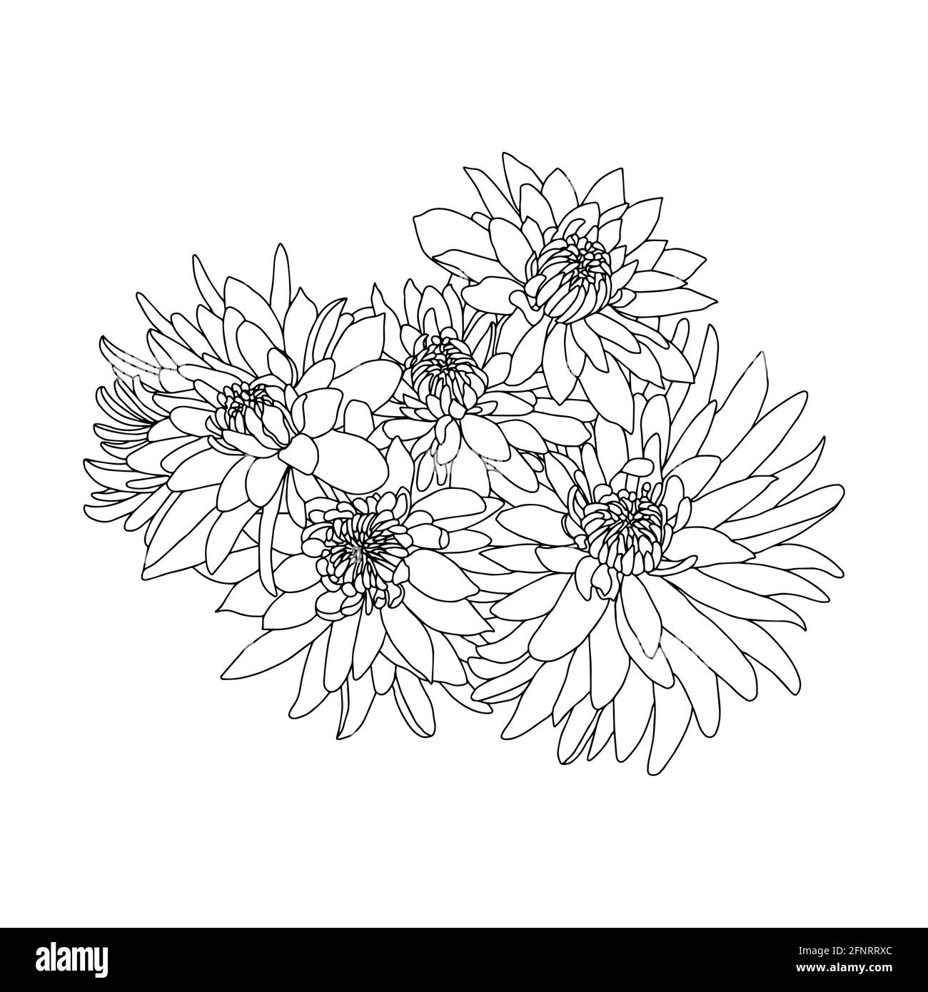 contour isolé bouquet de chrysanthème vecteur illustration dessin à la main Banque D'Images