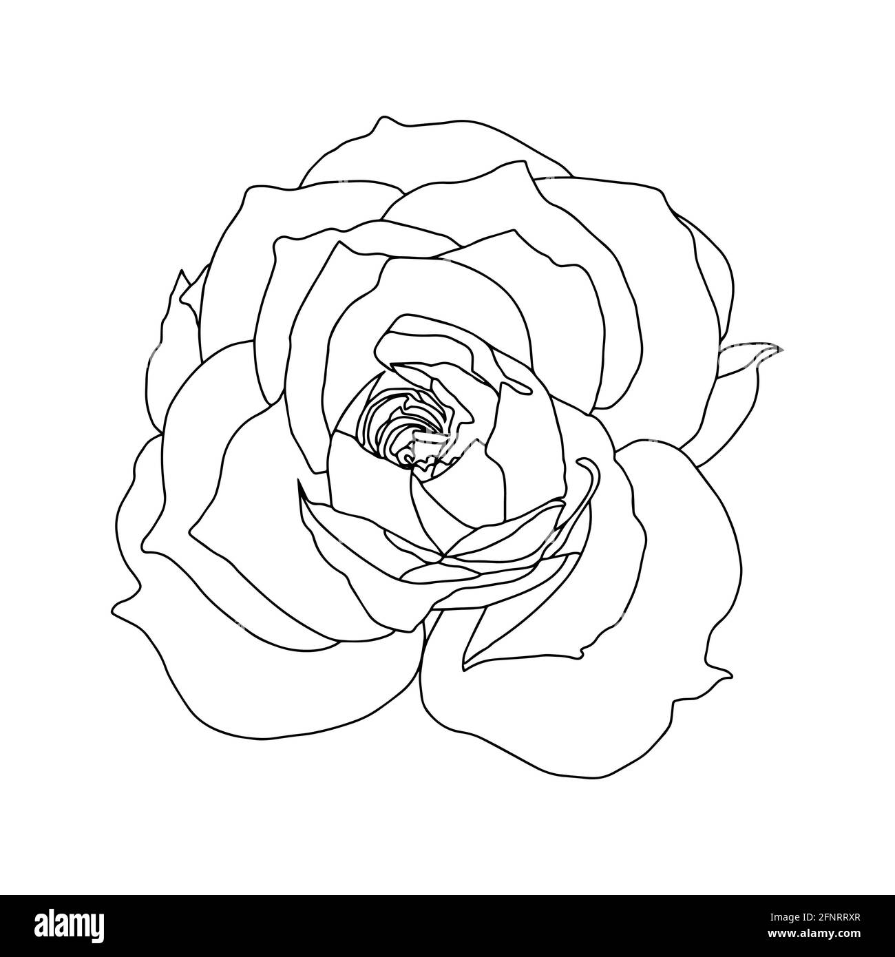 roses bouton ouvert noir et blanc isolé vecteur main illustration Banque D'Images