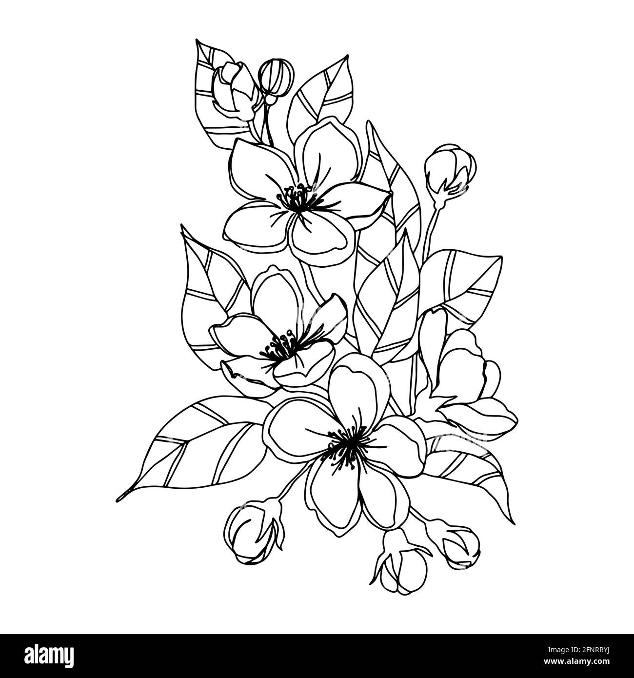 fleur de pomme fleurs de branche avec des feuilles ouvertes fleurs et non ouvert vecteur isolé Banque D'Images