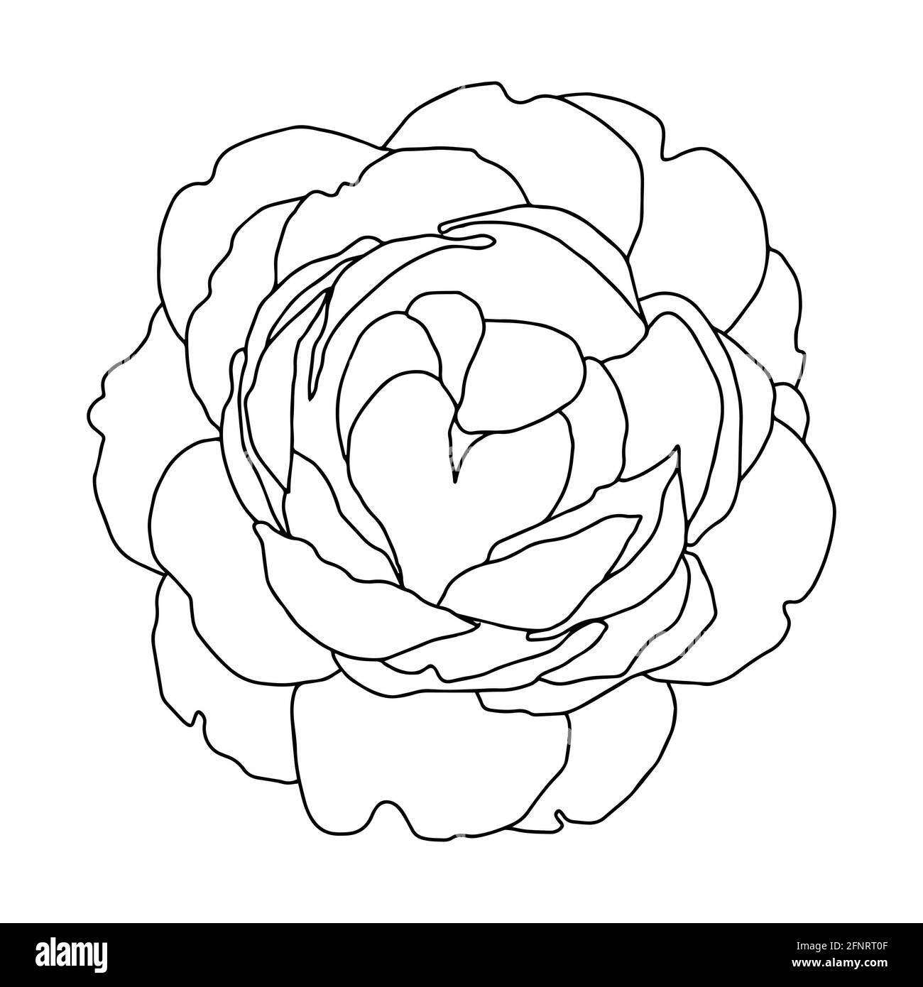 roses bouton ouvert noir et blanc isolé vecteur main illustration Banque D'Images
