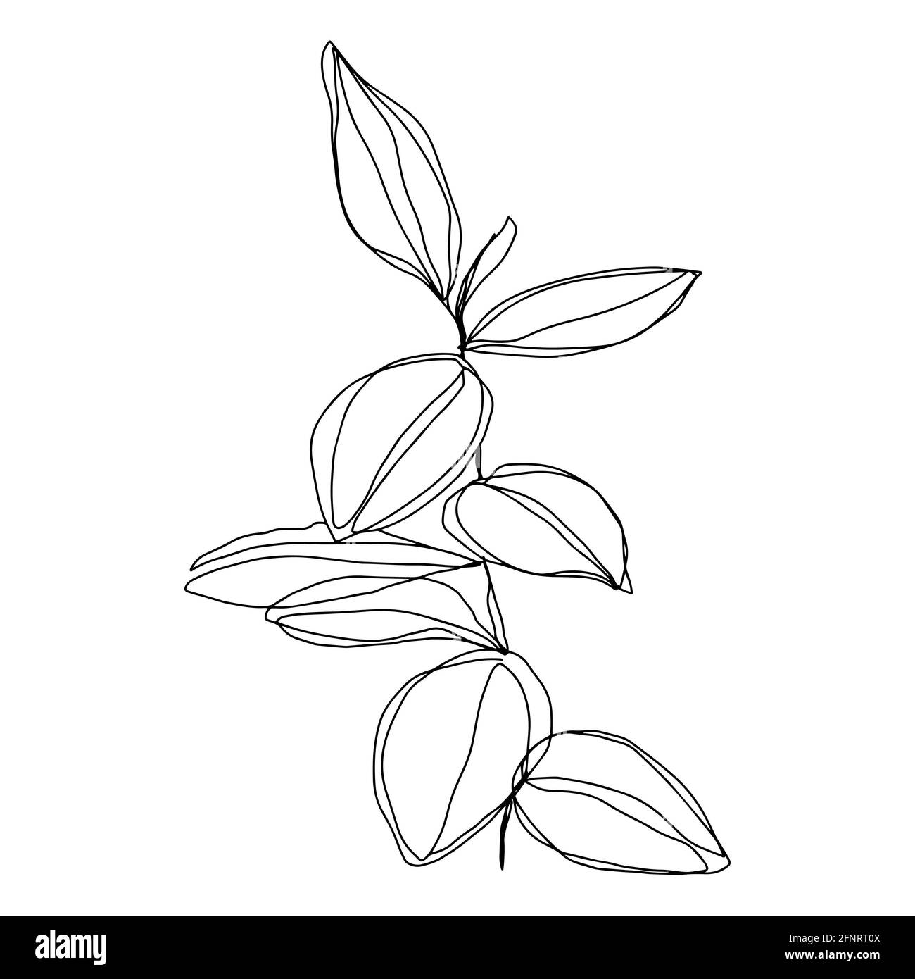 esquisse floristique botanique contour des branches avec des feuilles. Branche minimaliste isolée par vecteur sur un arrière-plan Banque D'Images