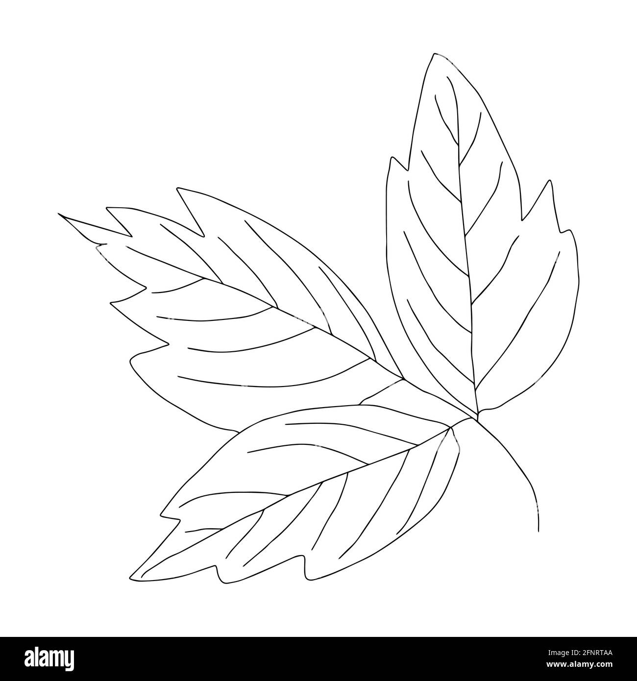 esquisse floristique botanique contour des branches avec des feuilles. Branche minimaliste isolée par vecteur sur un arrière-plan Banque D'Images