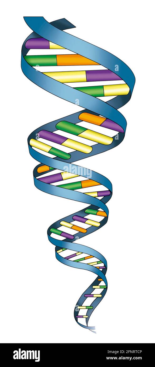 Illustration graphique du symbole de l'acide nucléique, abrégé ADN. L'acide nucléique contient l'information génétique de toutes les choses vivantes. Banque D'Images