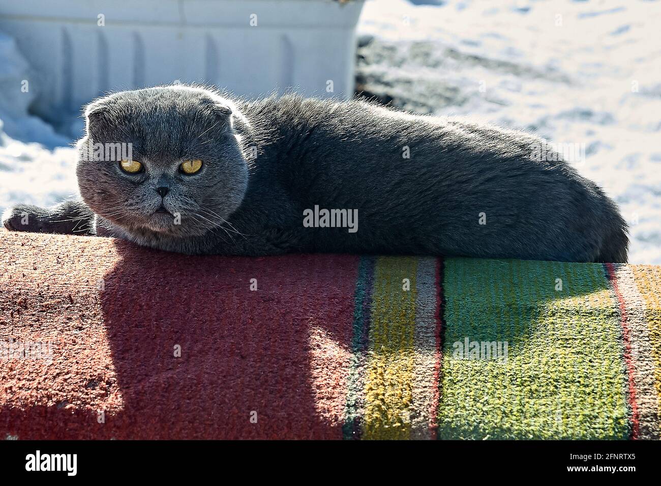 Le Scotsman à pattes de chat repose sur le tapis Banque D'Images