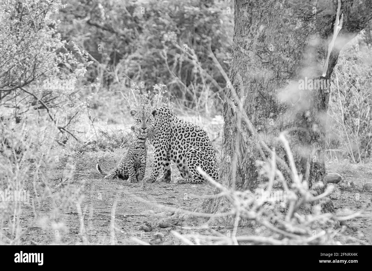 Une mère léopard et son cub sous un arbre où Elle a écrasé sa mort d'Impala dans la savane d'Afrique australe Banque D'Images