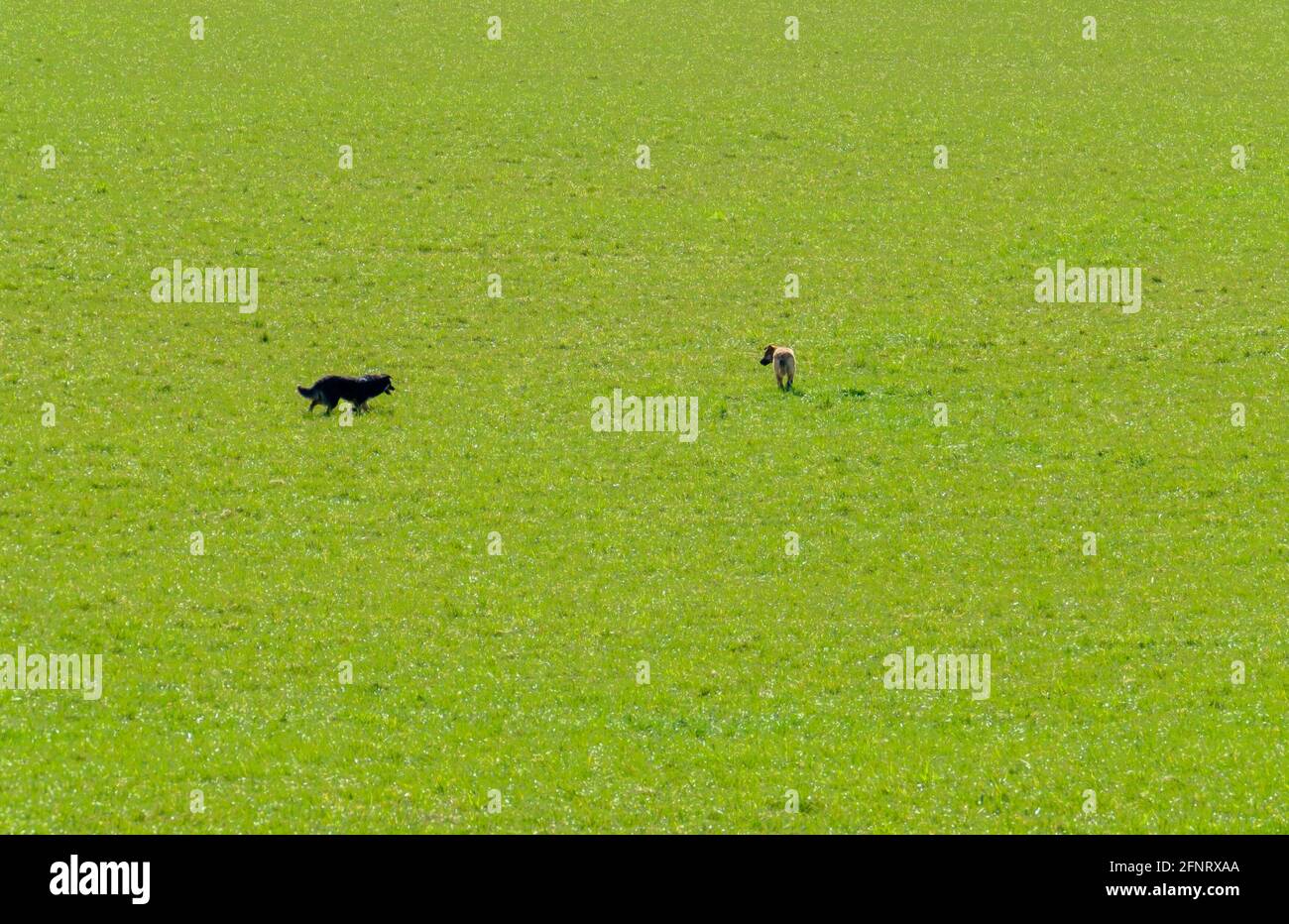 Chiens marchant dans le champ vert Banque D'Images